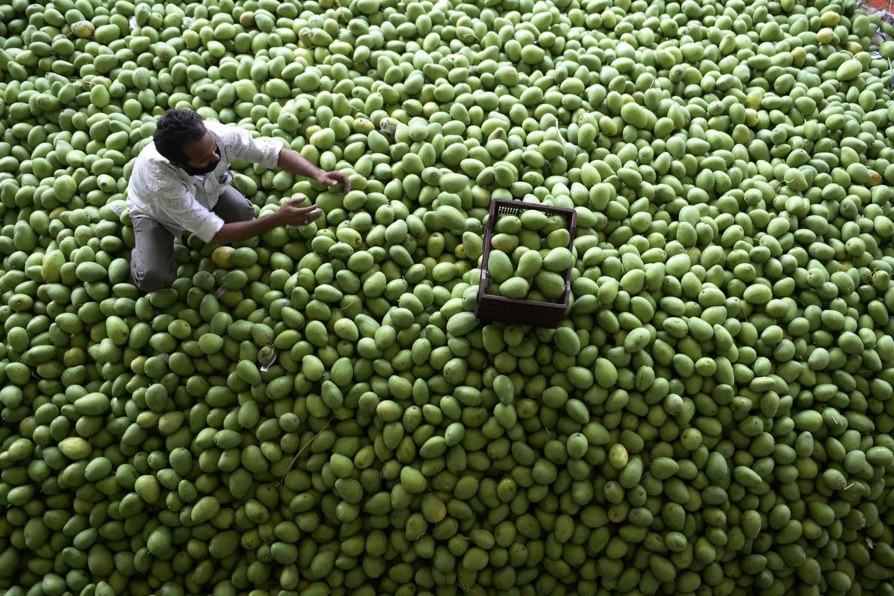 Japan Suspends Indian Mango Imports Over Pest-Control Concerns; Premium Varieties Hit During Peak Season