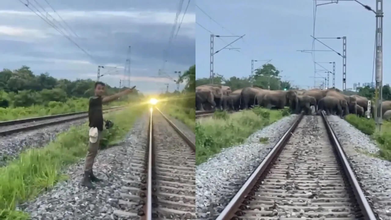 90 Elephants, Including Calves, Saved as Forest Staff Stop Rajdhani Express in Assam